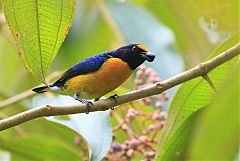 White-vented Euphonia